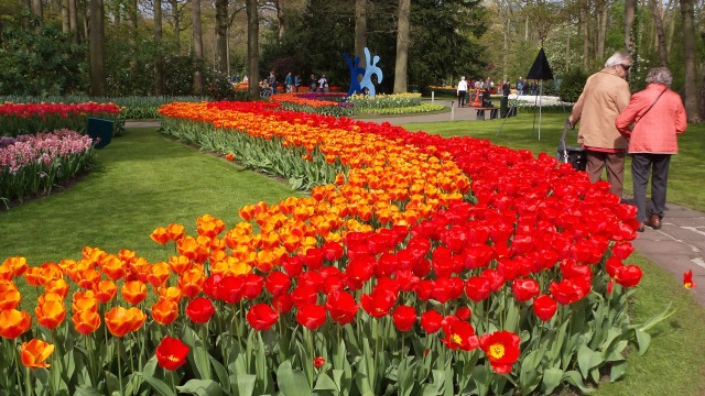 2014-04-17 Holland Tulips 26.jpg
